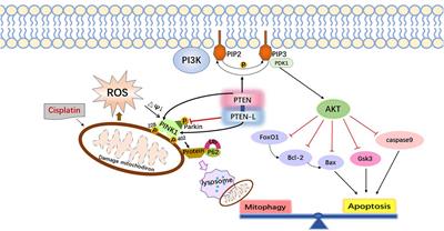 Cisplatin ototoxicity mechanism and antagonistic intervention strategy: a scope review